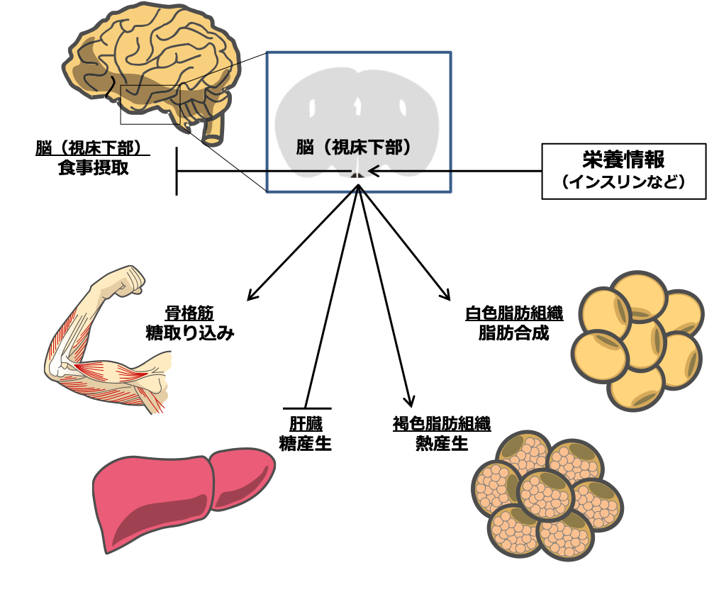 脳を中心とした臓器連関と糖・エネルギー代謝調節